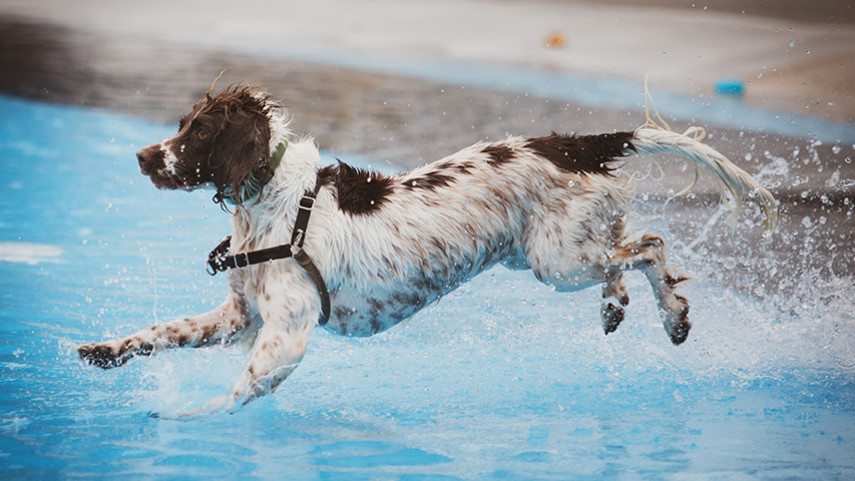 CUS8484 Pooch Pool Party 2026 Whats On Event Banner 855X480 Fillwzg1nsw0odfd (1)